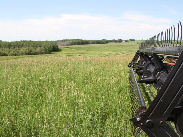 In some areas of Western Canada farmers are starting to get their first cuts of forage, although conditions are a lot drier in Saskatchewan this year than a year ago.  (DTN file photo by Elaine Shein)