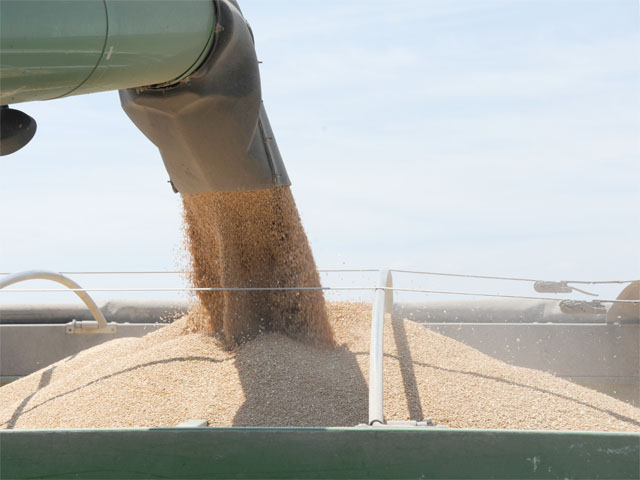 From 2005 to 2010, cash and futures prices for soft red winter wheat failed to converge at contract expiration. (DTN file photo by Pam Smith)