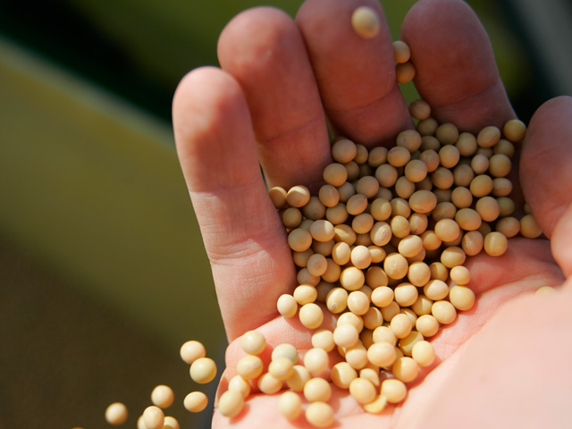 Roundup Ready 1 soybeans are coming off patent, but growers should check with their seed dealer before they try to save any seed this fall. (DTN file photo by Benjamin Krain)