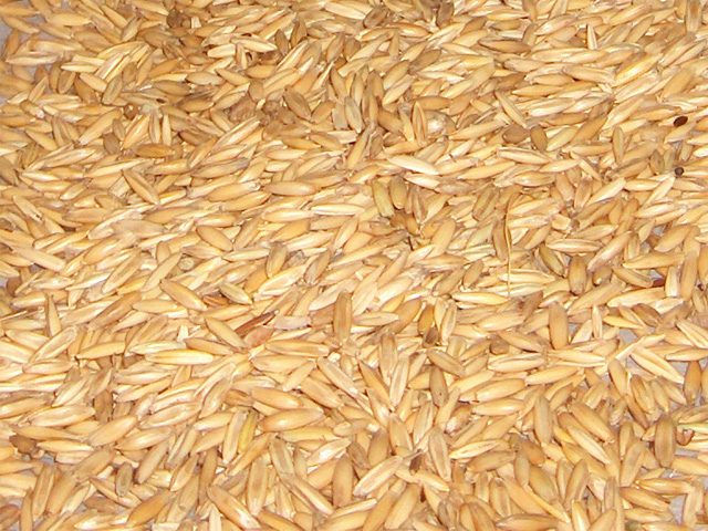 Transportation problems are affecting oat prices. (DTN file photo by  Joanna Bourne; CC BY 2.0)