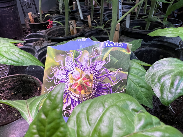 An empty passionflower seed packet is an indication of a replant situation after the first efforts to propagate passion failed this spring. (DTN photo by Pamela Smith)