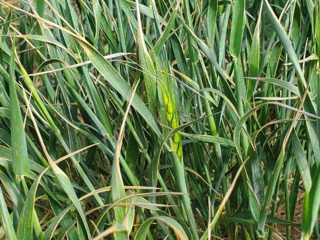 A small percentage of heading in winter wheat was reported in Illinois, Missouri, and North Carolina in USDA&#039;s latest crop progress report. (DTN file photo)